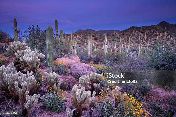 Desert Garden - zdjęcia stockowe i więcej obrazów Kaktus - Kaktus, Stan Arizona, Pustynia