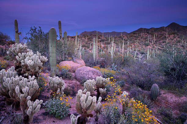 пустыня сад - sonoran desert desert arizona saguaro cactus стоковые фото и изображения