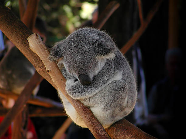 Sleeping koala baby stock photo