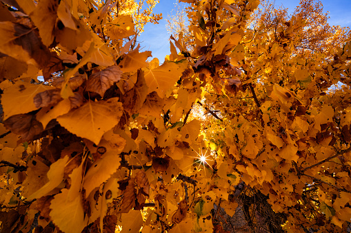Autumn Colors in Capitol Reef National Park - Backlit Cottonwood Trees with scenic peak autumn leaf color. Canyon country, Utah, USA.