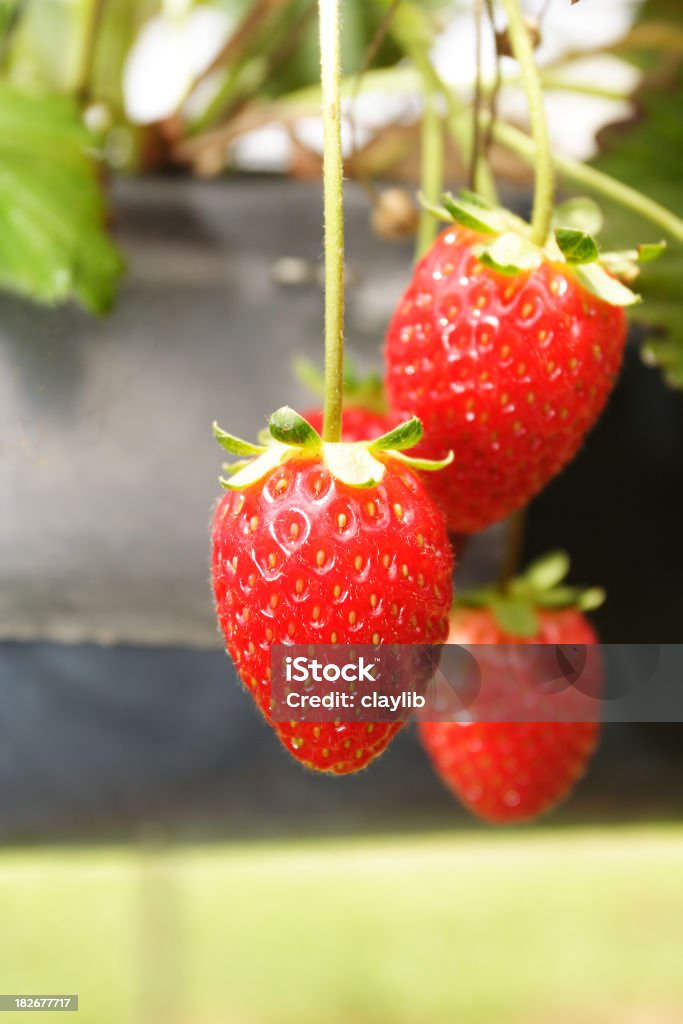 Hydroponique de fraises - Photo de Culture hydroponique libre de droits