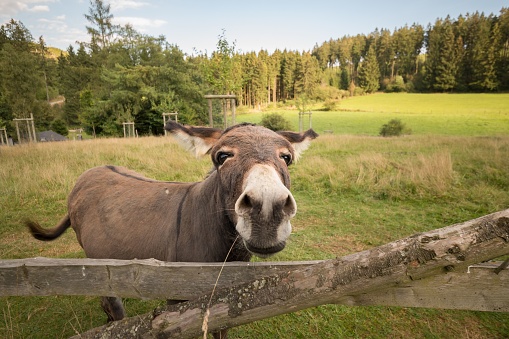 A donkey stands on the meadow in a natural landscape