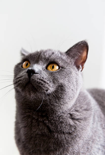 istock Cat British Shorthair yellow eyes 182677879