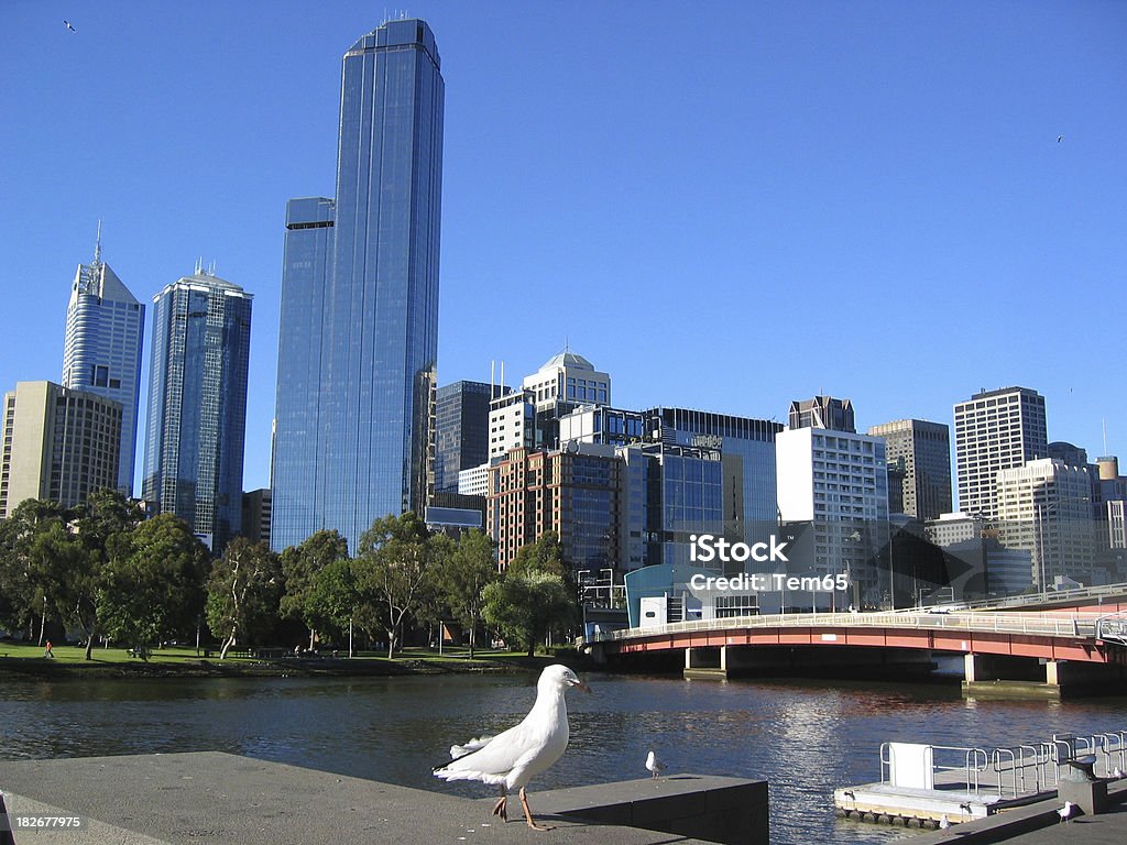 Melbourne - Foto de stock de Gaivota royalty-free
