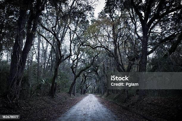 Spaventoso Piantagione Di Foresta Strada In Terra Battuta - Fotografie stock e altre immagini di Agricoltura