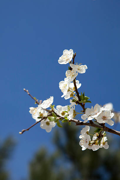 Blühende Baum – Foto