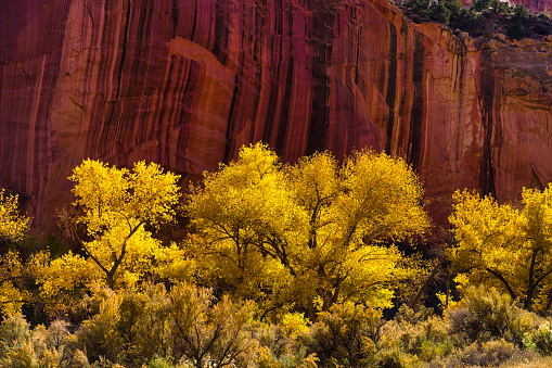 Autumn Colors in Capitol Reef National Park - Backlit Cottonwood Trees with scenic peak autumn leaf color. Canyon country, Utah, USA.