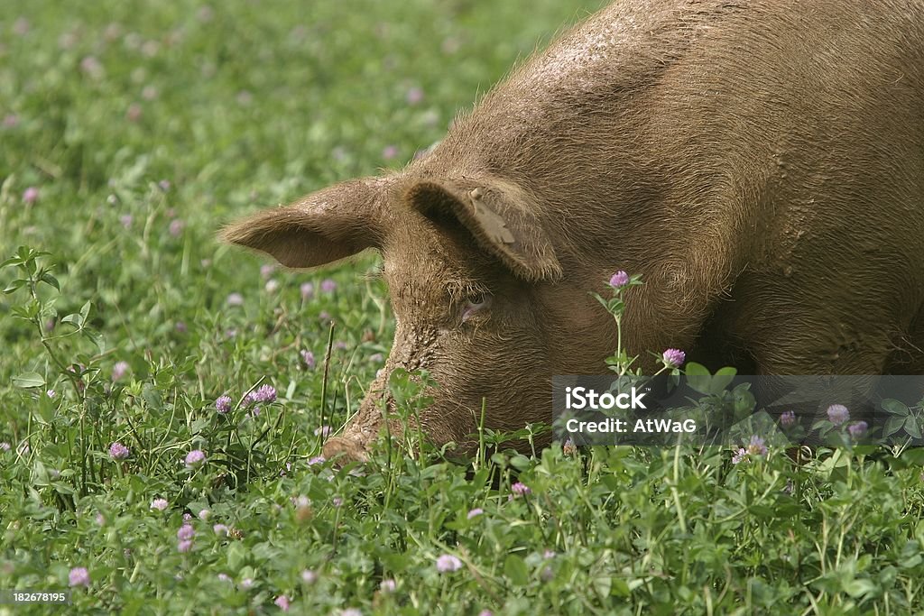 Al trifoglio - Foto stock royalty-free di Agricoltura