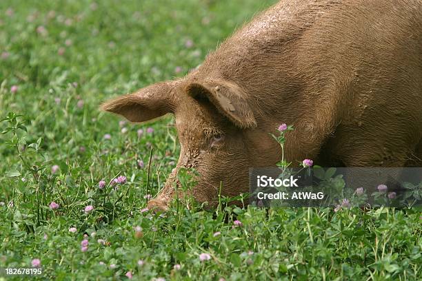 Al Trifoglio - Fotografie stock e altre immagini di Agricoltura - Agricoltura, Animale, Azoto