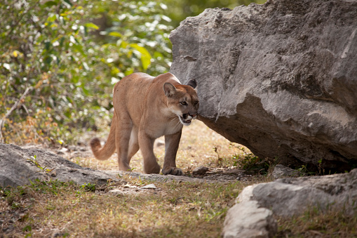 A cougar prowling in the wilderness
