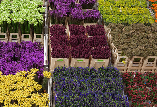 istock sorted flowers at a Dutch flower auction 182678338