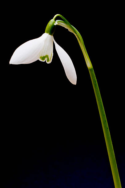 istock Single Snowdrop, Galanthus Nivalis, Against Black Background. 182678354