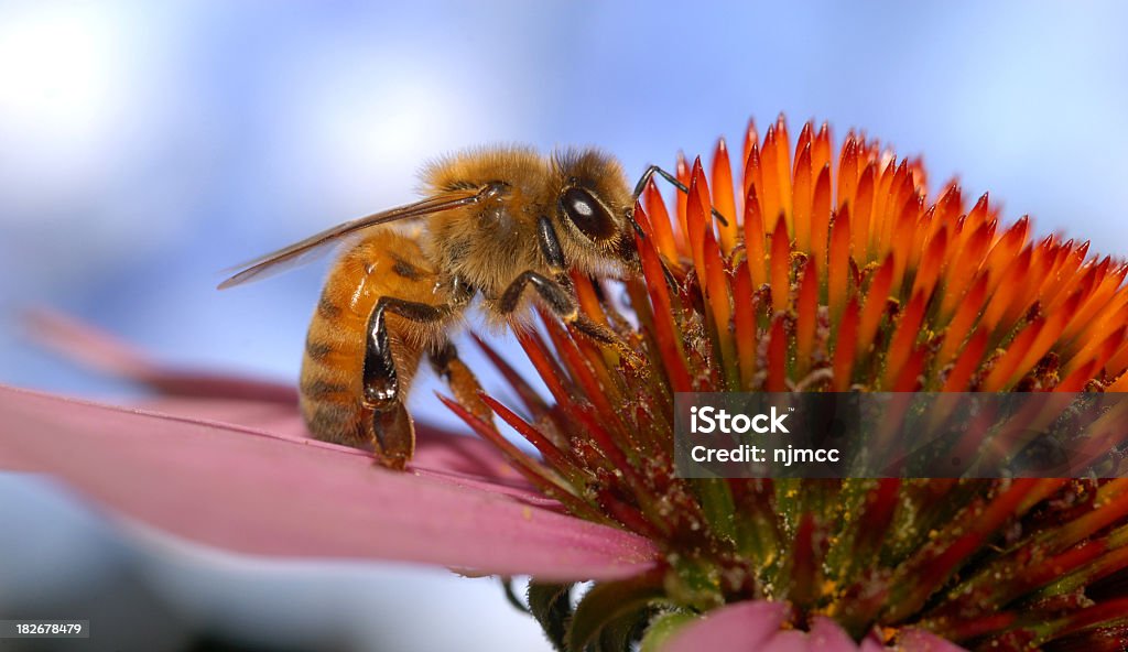 Abeille domestique - Photo de Abeille libre de droits