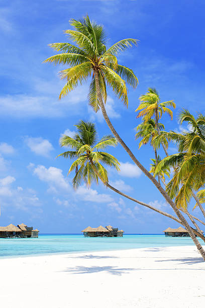 Tropical paradise in Maldives with a palm hanging over the white sand.