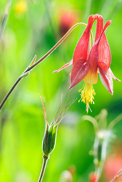istock Canadian Columbine (Aquilegia canadensis) - IV 182678490