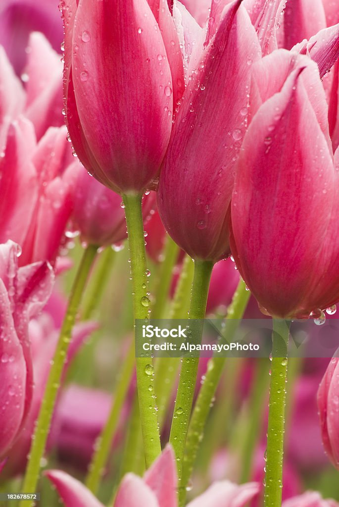 Tulipán abstracto'Jazz'cultivar en la lluvia-III - Foto de stock de Abstracto libre de derechos