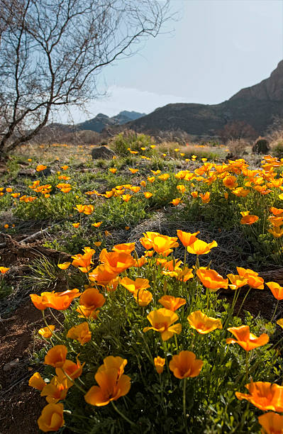 Mexican Golden Poppies on trail stock photo