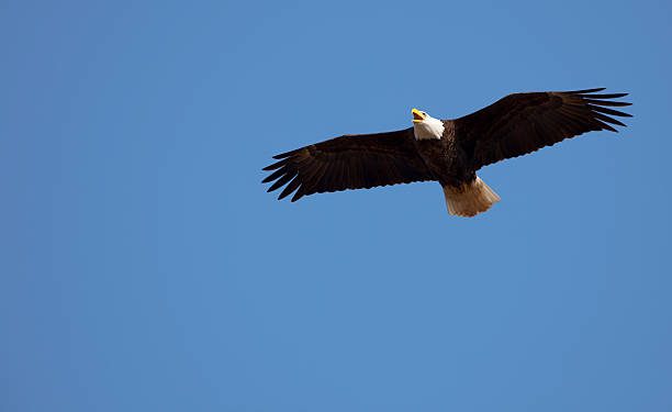 istock Proud American Bald Eagle Flying in Blue Sky, Leadership, Freedom 182678627