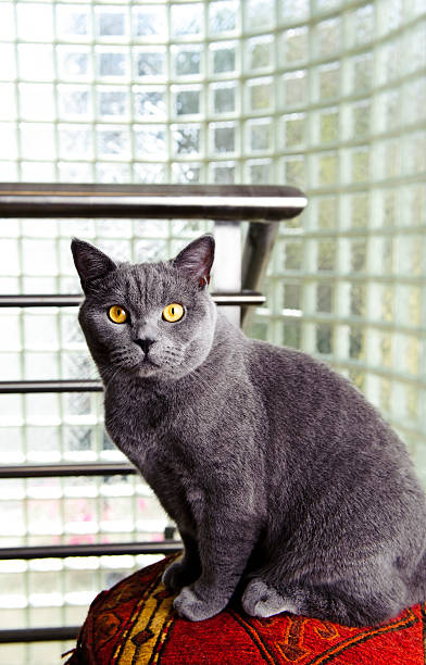 istock Cat British Shorthair yellow eyes sitting on pillow 182678710