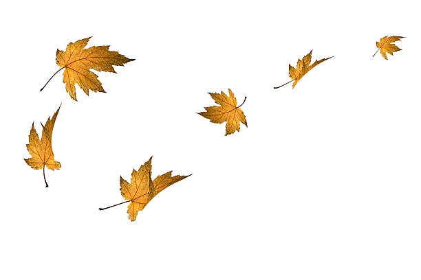istock Isolated Autumn Leaves 182678766