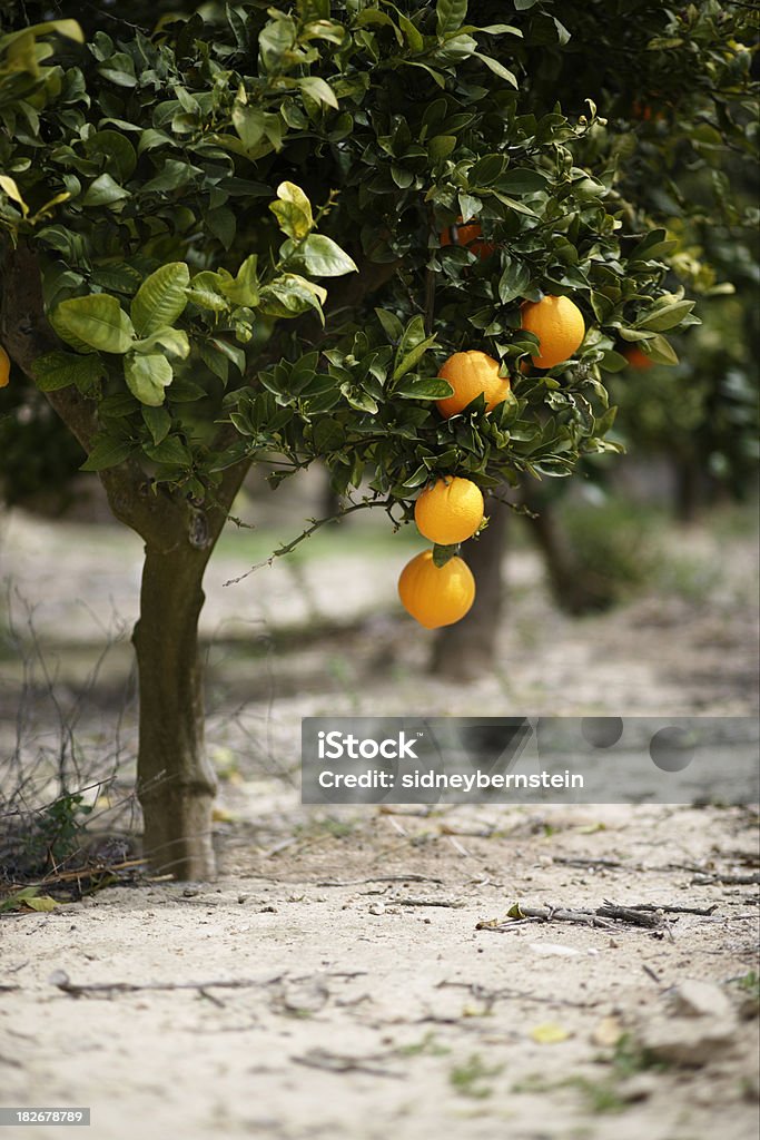 Oranger 2 - Photo de Affluence libre de droits