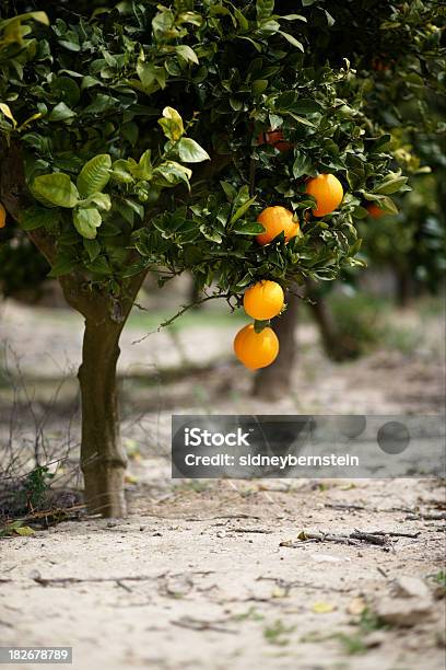 Laranjeira 2 - Fotografias de stock e mais imagens de Agricultura - Agricultura, Bosque, Botânica - Ciência de plantas