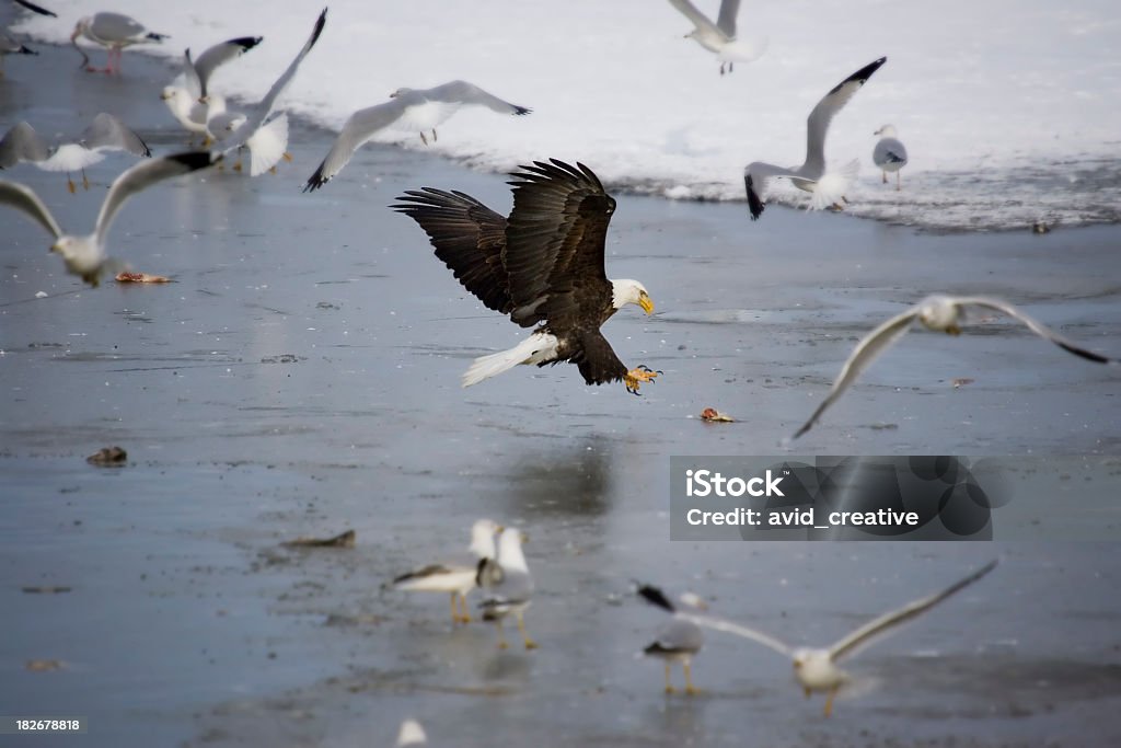 Águia comer peixe no gelo - Foto de stock de Gaivota royalty-free