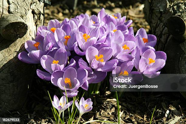 Crocusses Stockfoto und mehr Bilder von Baumblüte - Baumblüte, Blatt - Pflanzenbestandteile, Blume