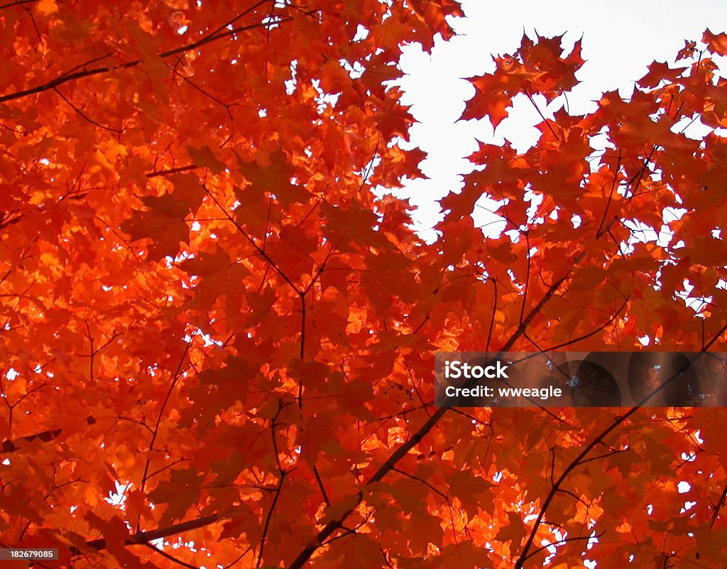 Autumn Orange Maples Morning sunlight through orange Maple leaves along the River. Maple Tree Stock Photo