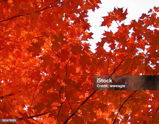 Autumn Orange Maples Stock Photo - Download Image Now - Maple Tree, Autumn, Inferno