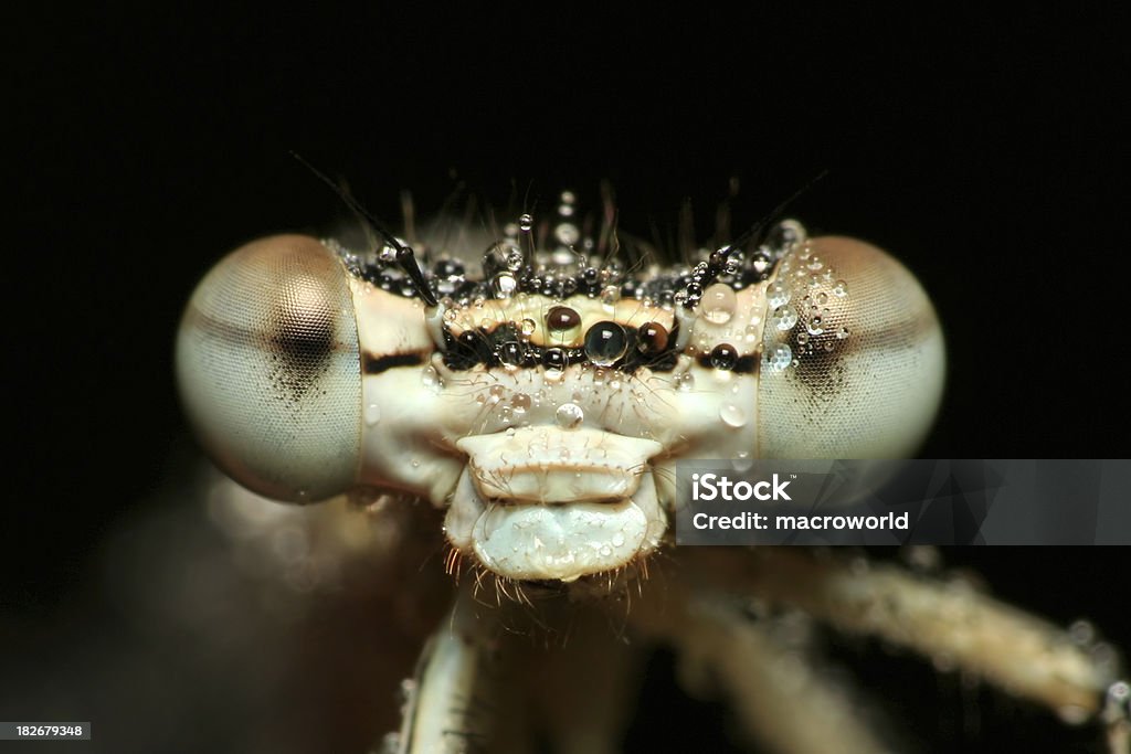 Libellula occhi - Foto stock royalty-free di Acqua