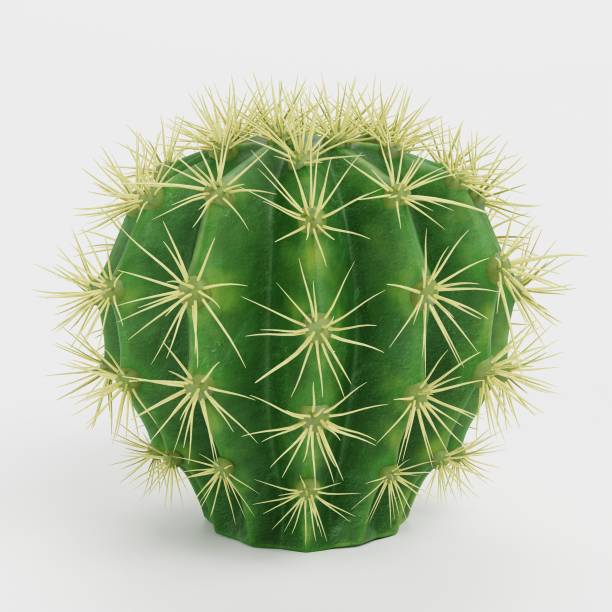 Realistic 3D Render of Golden Barrel Cactus