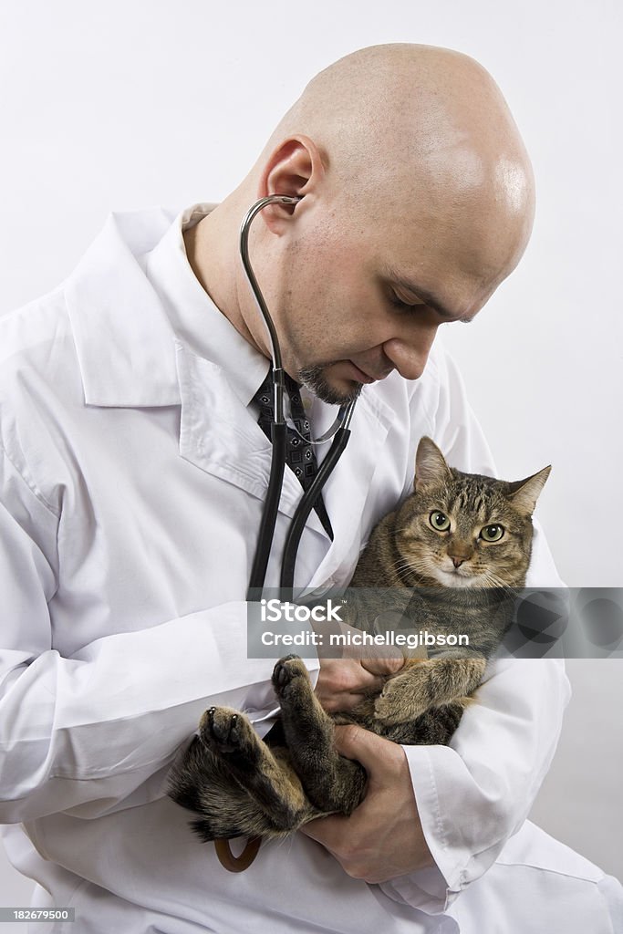 Homem Careca veterinário é tomar cuidados com um doce pequeno Gato - Royalty-free Gato domesticado Foto de stock