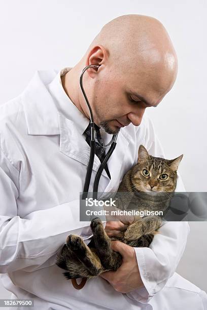 Homem Careca Veterinário É Tomar Cuidados Com Um Doce Pequeno Gato - Fotografias de stock e mais imagens de Gato domesticado