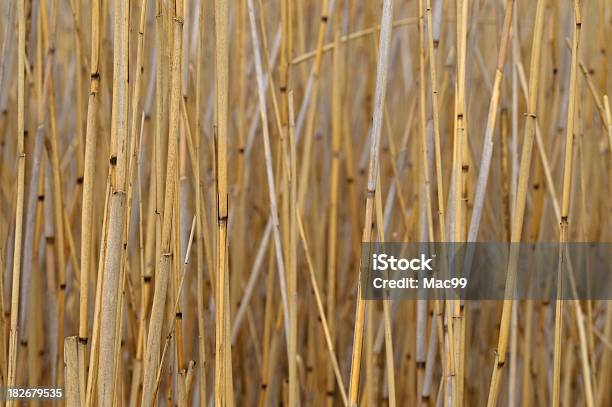 Reed Dettagli Sul Lago - Fotografie stock e altre immagini di Erba - Erba, Ondeggiare, Acqua