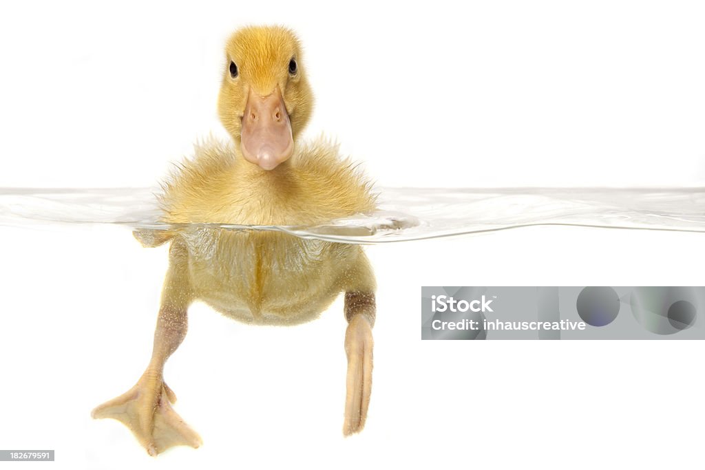 Nuoto Baby Duck - Foto stock royalty-free di Anatra - Uccello acquatico