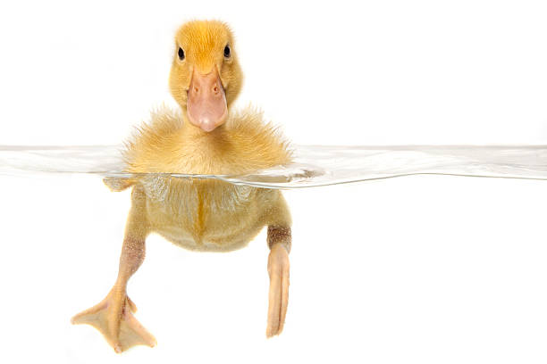 istock Swimming Baby Duck 182679591