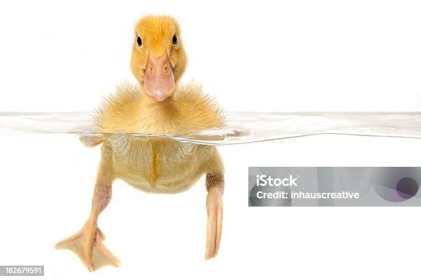 Foto de Bebê Pato Piscina e mais fotos de stock de Pato - Ave Aquática - Pato - Ave Aquática, Fundo Branco, Natação