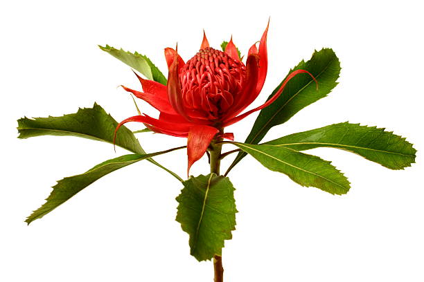 Waratah The native flower of New South Wales (NSW) Australia - the waratah isolated on a white background telopea stock pictures, royalty-free photos & images