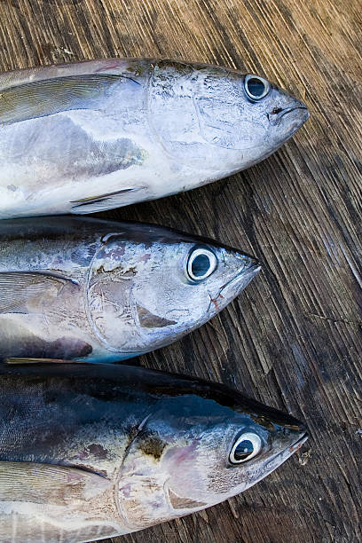 istock Catch of the Day 182679715