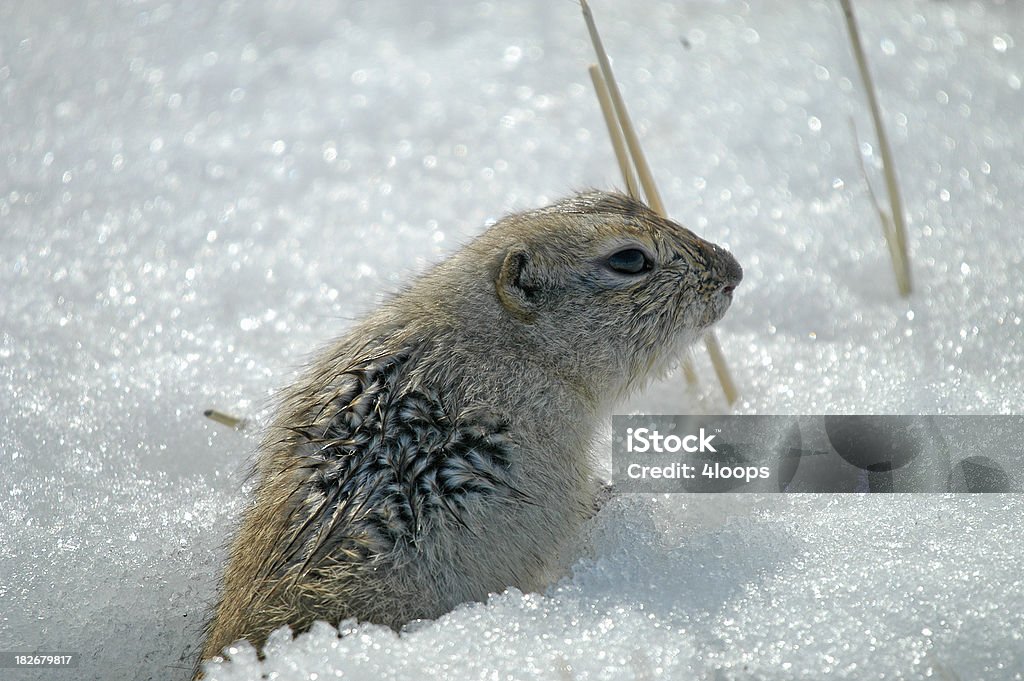 wet spring "A gohper emerges from winter hibernation on a warm spring day, water from snow melt has made his undergound burrow a soggy mess so he's forced to the surface to dry out in the sun." Ground Squirrel Stock Photo