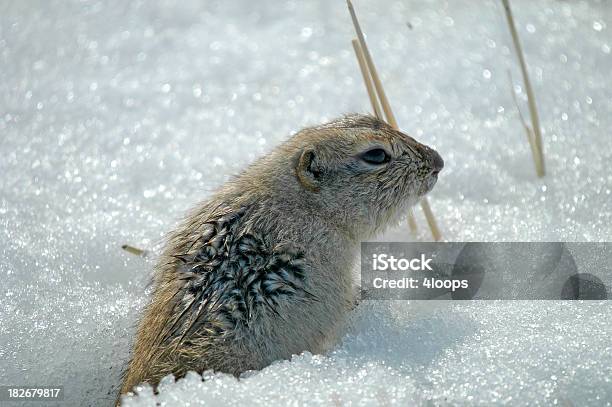 Wet Spring Stock Photo - Download Image Now - Ground Squirrel, Snow, Anger