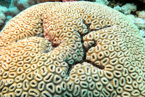 Corals from Ras Mohammed