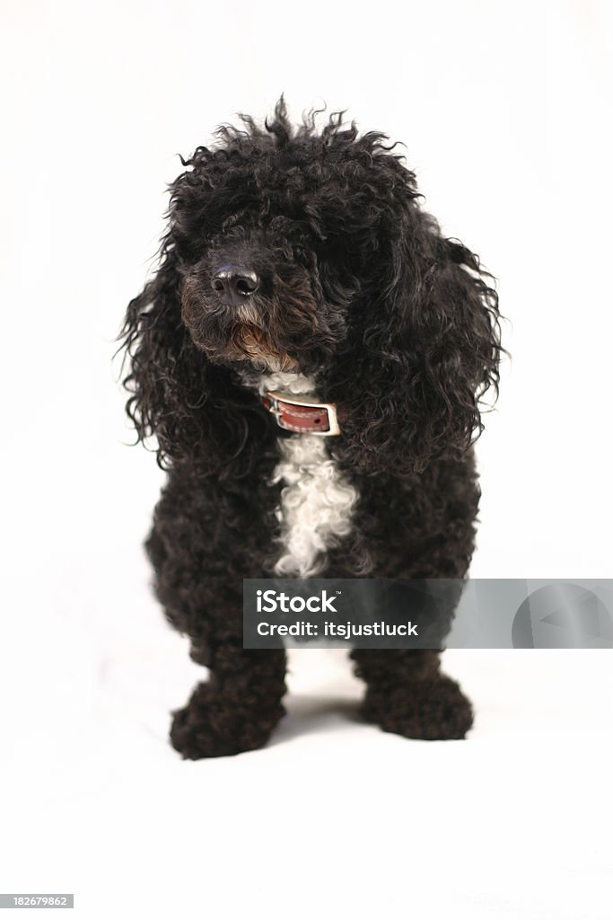 Shaggy Caniche - Royalty-free Caniche Foto de stock