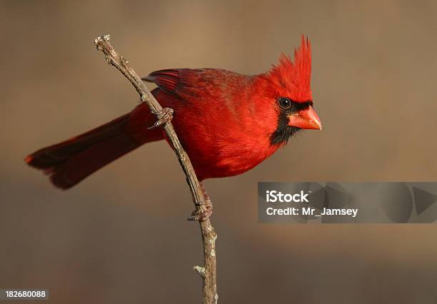 Photo libre de droit de Cardinal Rouge banque d'images et plus d'images libres de droit de Faune - Faune, Caroline du Nord - État américain, Ohio