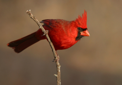 An adult male Northern Cardinal with a smooth brown background.