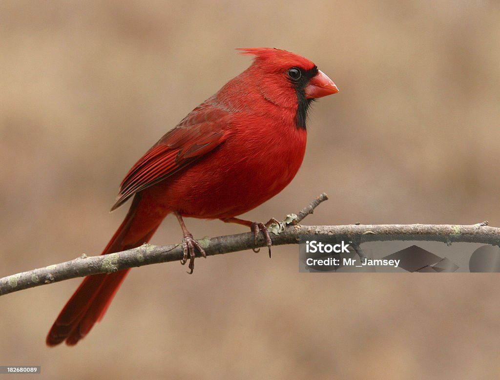 Cardinal rouge profil - Photo de Cardinal - Oiseau libre de droits