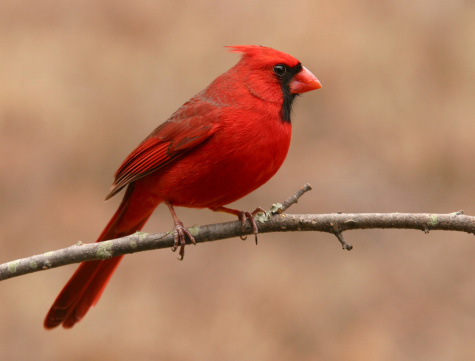 A side view of a velvety red Northern Cardinal.