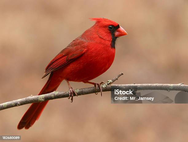 Northern Cardinal Profile Stock Photo - Download Image Now - Cardinal - Bird, Red, Feather