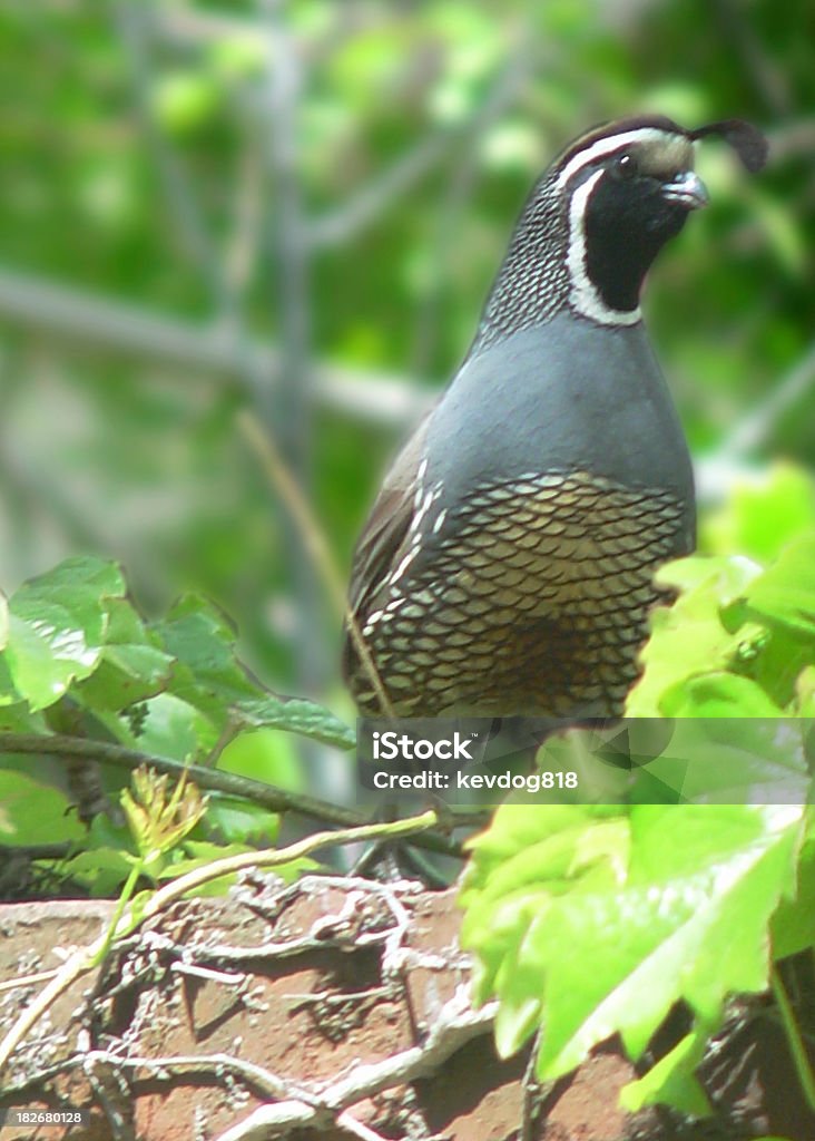 Quail Pic of male quail on fence. Animal Stock Photo